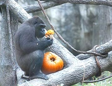 Вот такой он этот pumpkin`s!! - какой праздник для обезьяны – тыква в пищевом рационе.