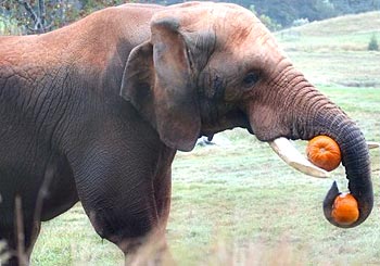Слон прихватил хоботом свой вегетарианский обед.