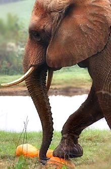 Слон давит тыкву и щупает её хоботом.